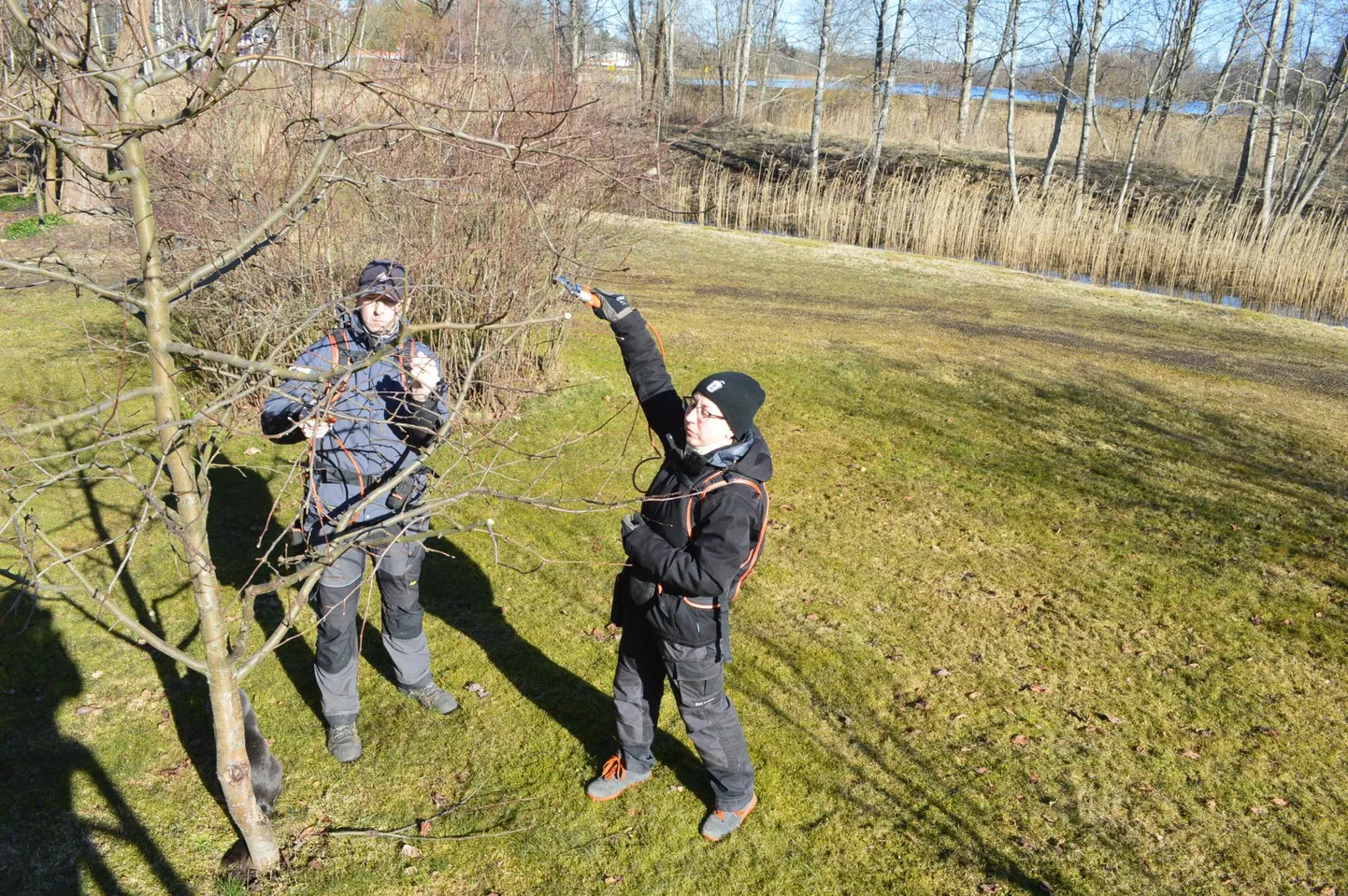Piret Virkepuu ja Urmas Haug lõikavad igal aastal ligi seitsesada õunapuud üle Eesti.