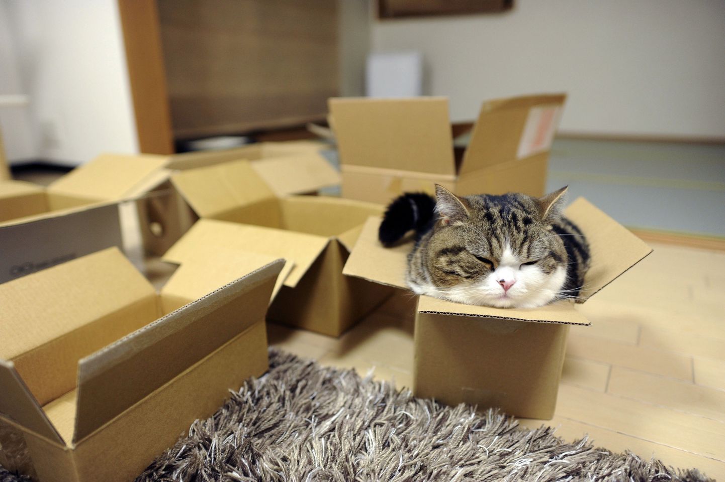 Kass Maru armastab kaste.