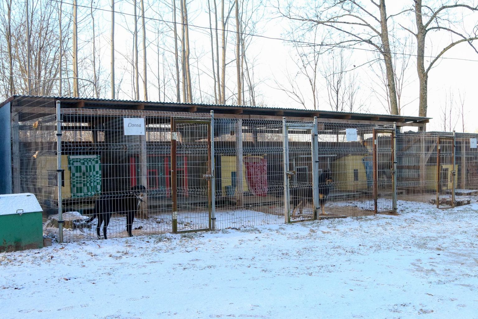 Valga kodutute loomade varjupaigal tuli pühade ajal ulualust pakkuda kuuele kodust plehku pannud koerale.