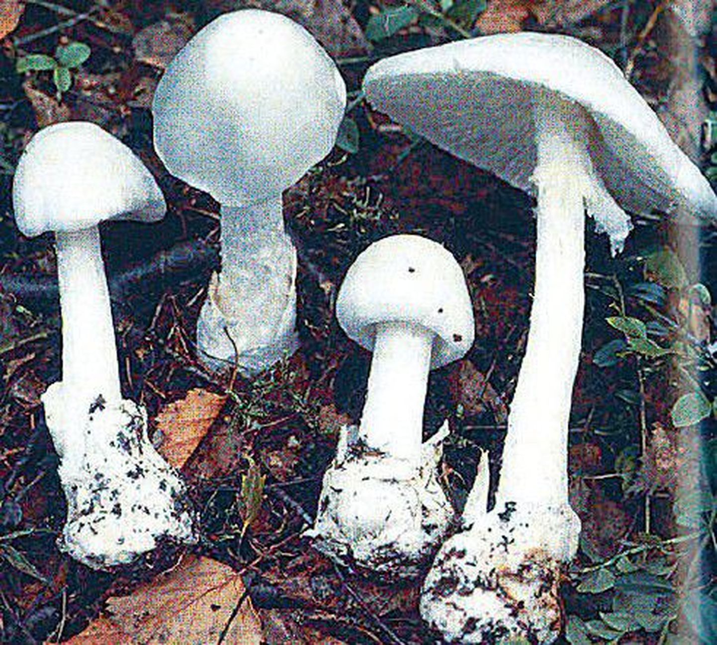 В Эстонии свыше 200 видов грибов, ядовитых в той или иной степени. Смертельно ядовитыми из них являются, например, белая поганка, или мухомор вонючий (сверху), паутинник (внизу слева) и бледная поганка, или зеленый мухомор (внизу справа). Ядовитым грибом считается также свинушка (в центре).