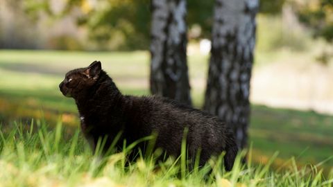Trešdien Latvijā gandrīz nelīs