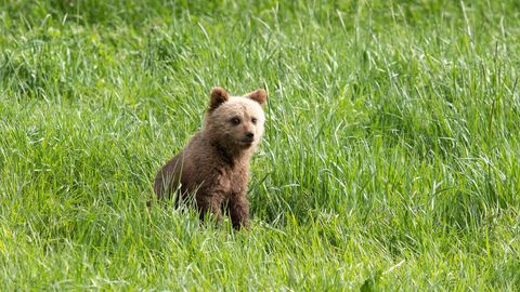 Karud on tagasi: eksinud karupoeg läks uut ametit õppima