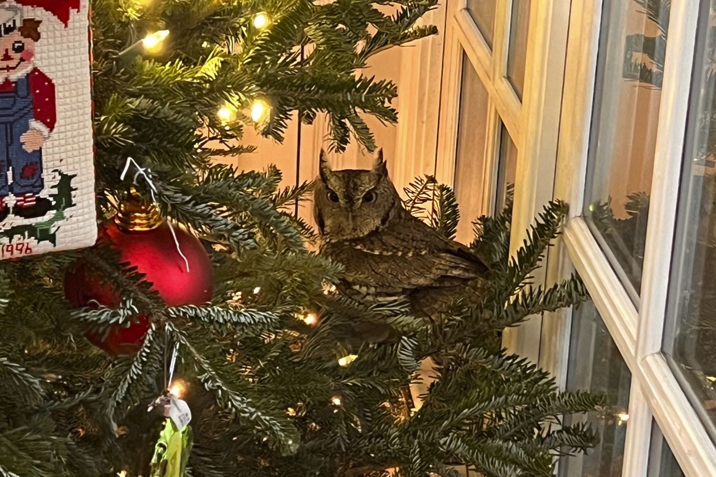 Семья заметила на своей елке нежданного гостя, который тихонько жил на ней три дня