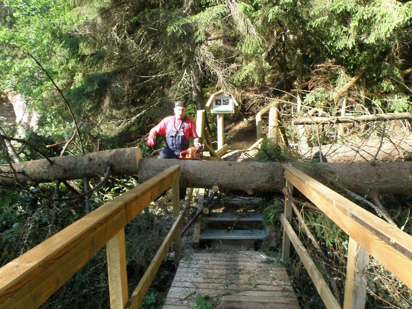 Tormi ja vihmaga langesid põlispuud kõrge Ahja jõe kalda pealt Emalättele, purustades osaliselt koopa.