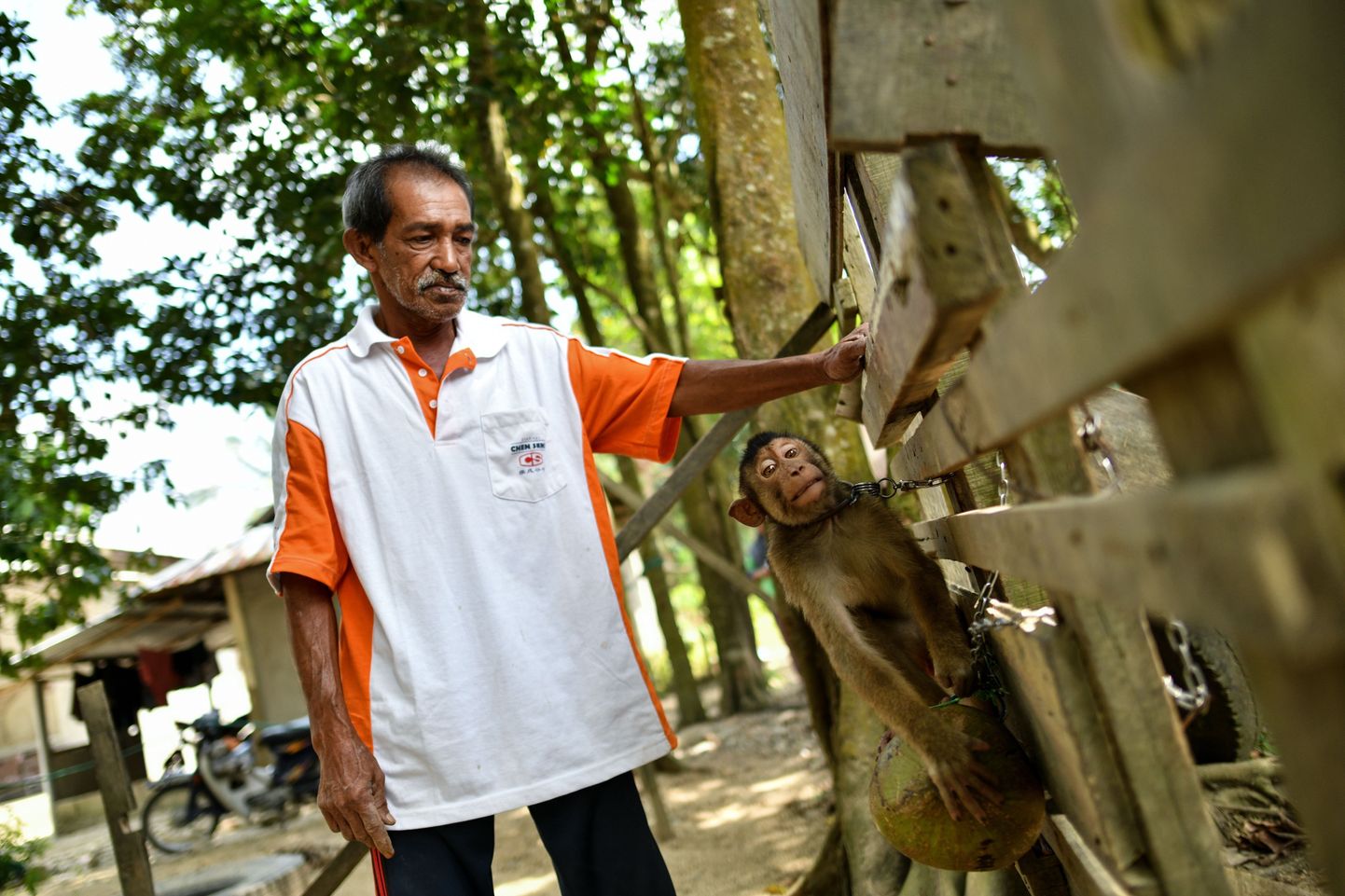 Malaisia ahvikoolitaja Wan Ibrahim Wan Mat koos ühega oma hoolealustest. Oma makaake saadavad tema juurde kookospähklikoristamist õppima inimeses üle kogu riigi.