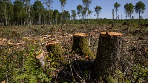 SÕLMKÜSIMUS ⟩ Mis juhtus metsaga? Metsade alternatiivne hindamine: üle- ja etteraie annab valusa löögi