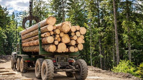 СЗК призывает снизить возраст рубки для ряда пород деревьев; "Прогрессивные" предупредили о последствиях