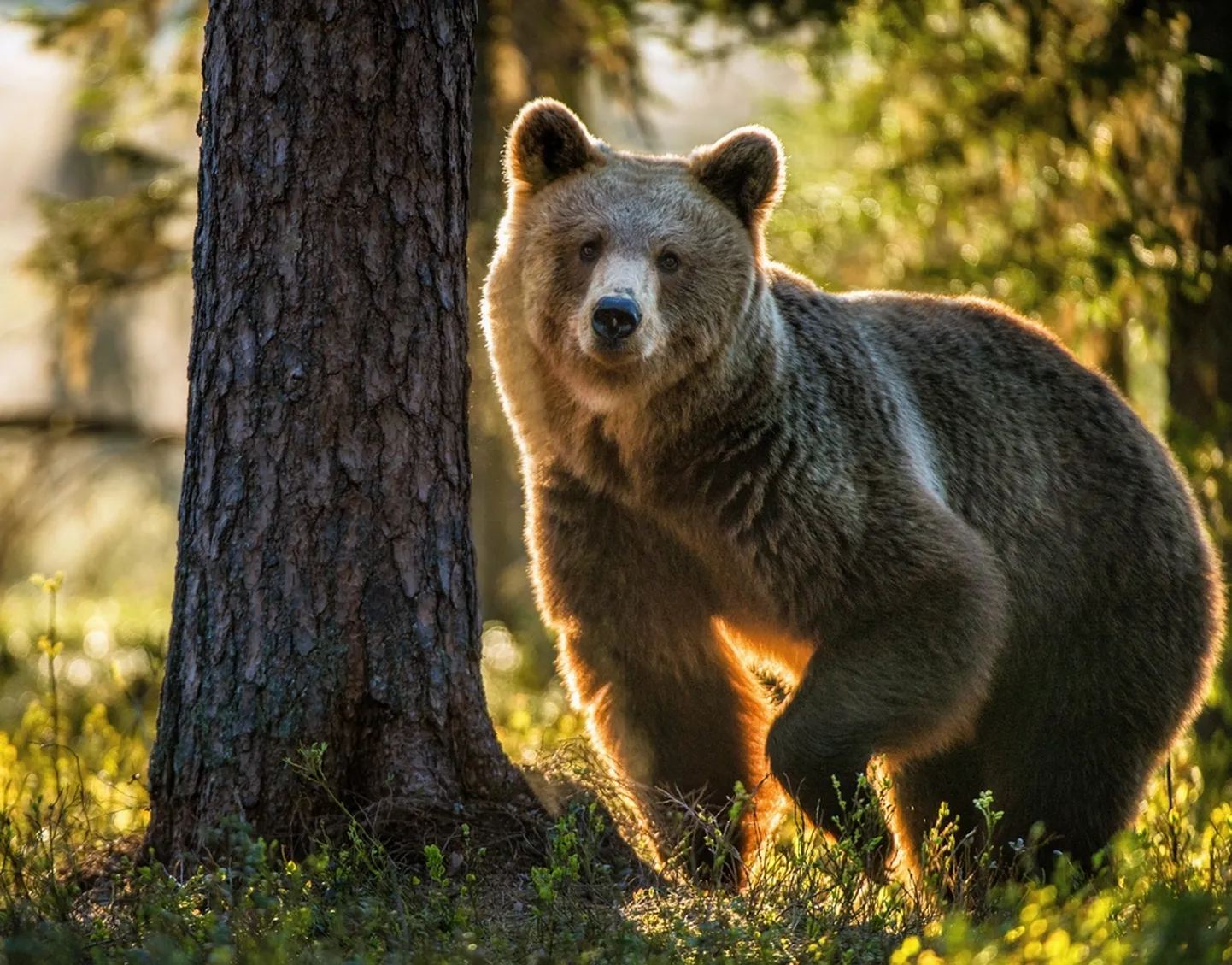 Mehhikos otsustas karu pulmapidu väisata. Pilt on illustreeriv.