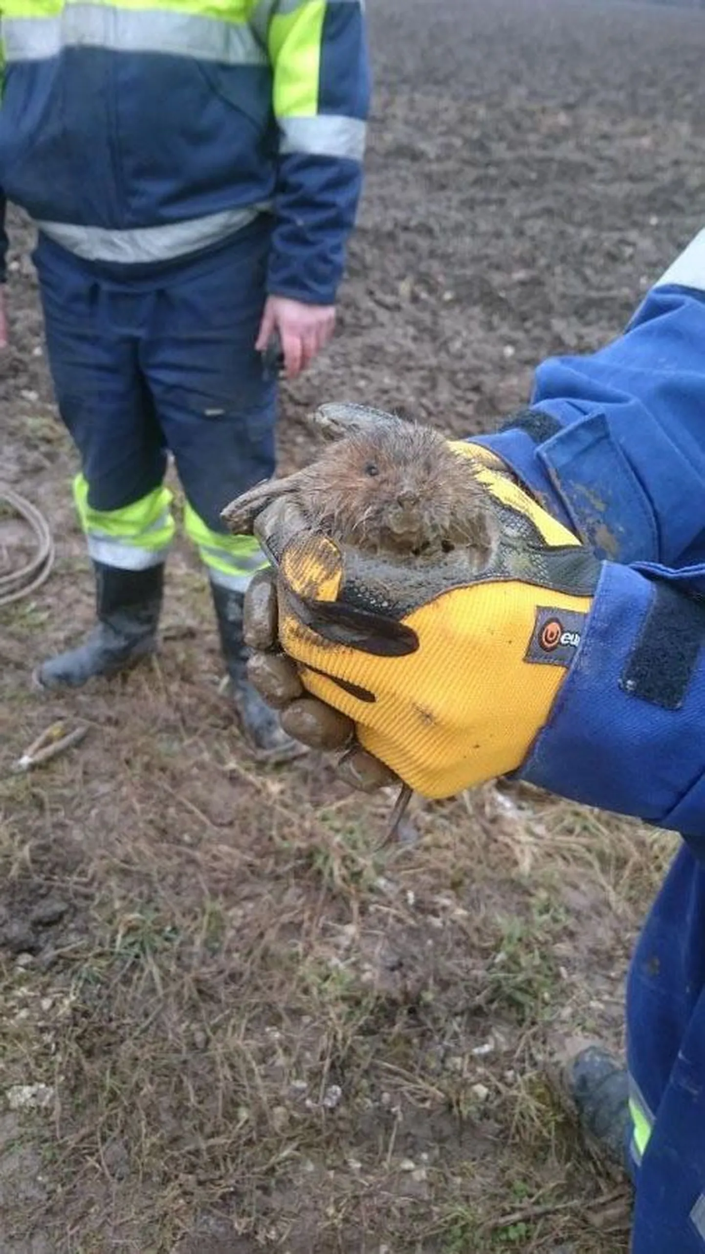 Sidekaevus kurja teinud vesirott pääses karistuseta vabadusse, asjatundjad parandasid valguskaabli ja taastasid Laeva küla ühenduse laia maailmaga.