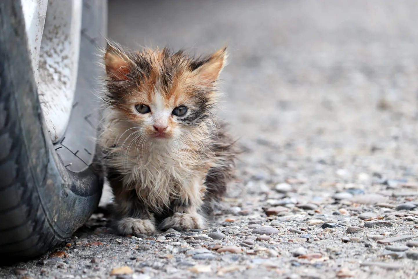 Котенок. Иллюстративное фото