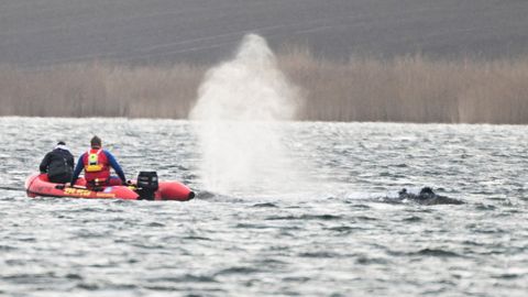 OTSEPILT ⟩ Küürvaala päästeoperatsioon katkestati – loom ujus ise minema