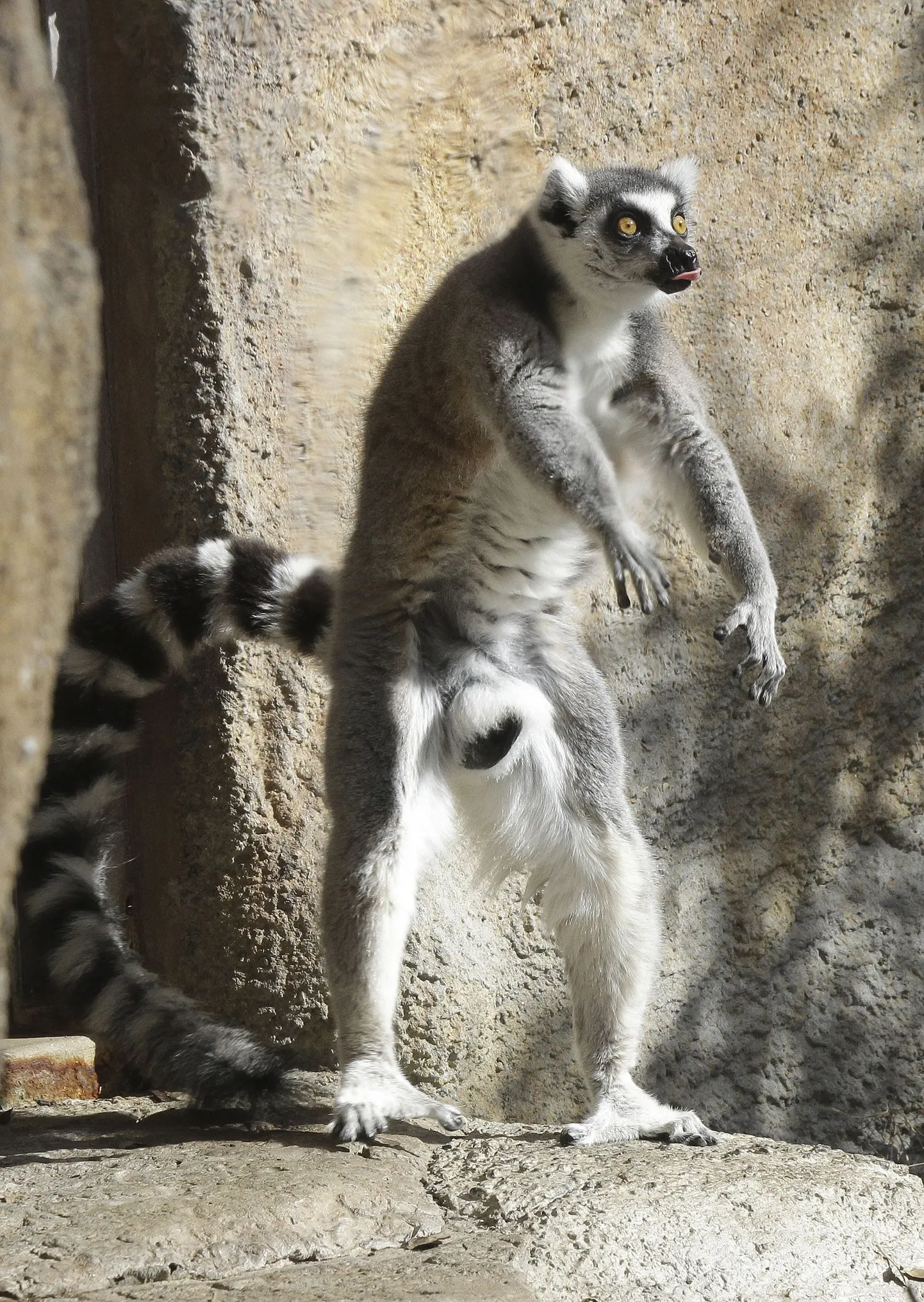 Leemur