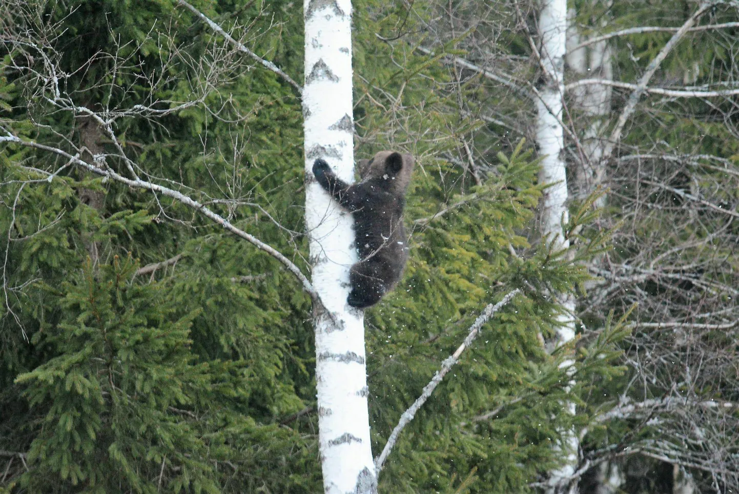 Karupoeg puu otsas turnimas.