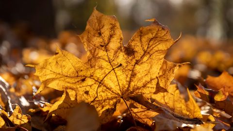 Sinoptiķu laika prognoze nākamajai nedēļai
