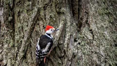 LOODUSFOTO ⟩ Punkarisoenguga tamme-kirjurähn