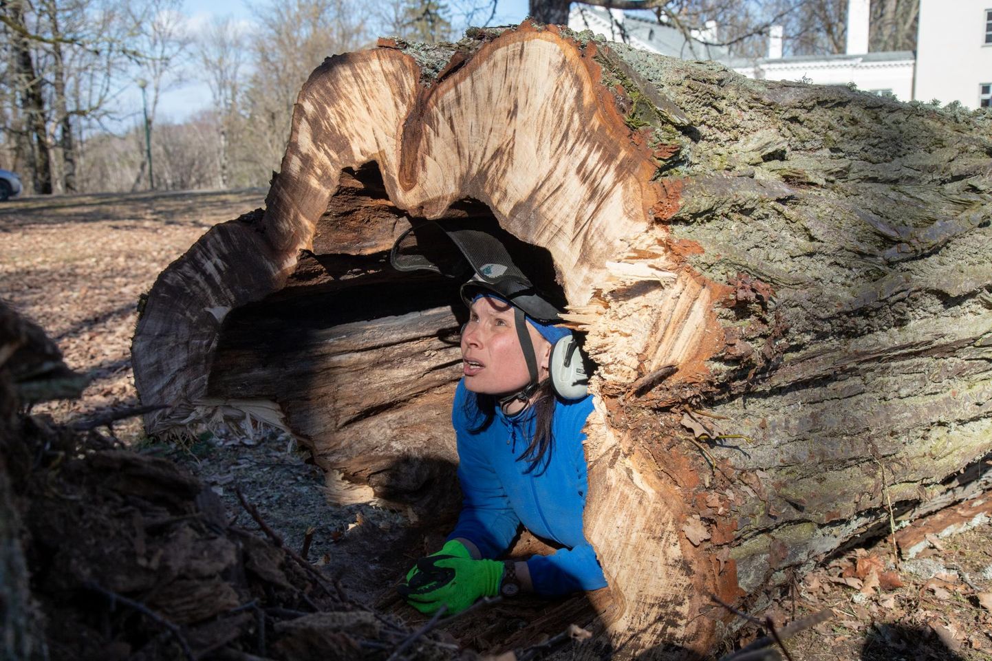 Arborist Piia Kivisillale pole raske lumi tööd juurde toonud. Küll aga on ta sotsiaalmeedia vahendusel jaganud õpetussõnu, kuidas talvel puude ja põõsaste eest hoolt kanda.