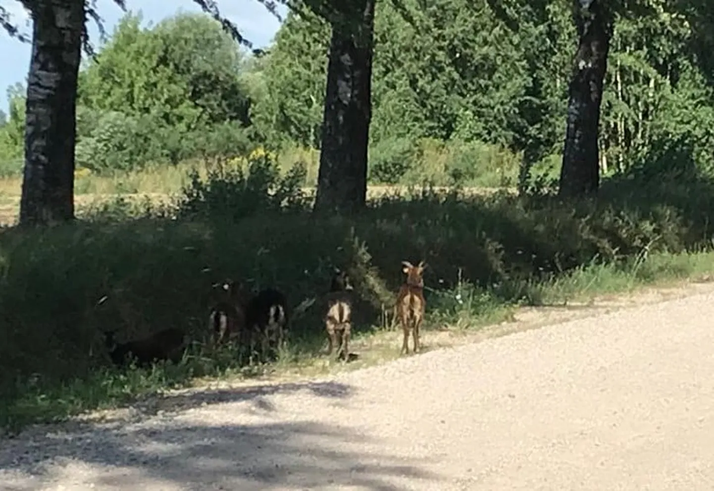 Raksta foto