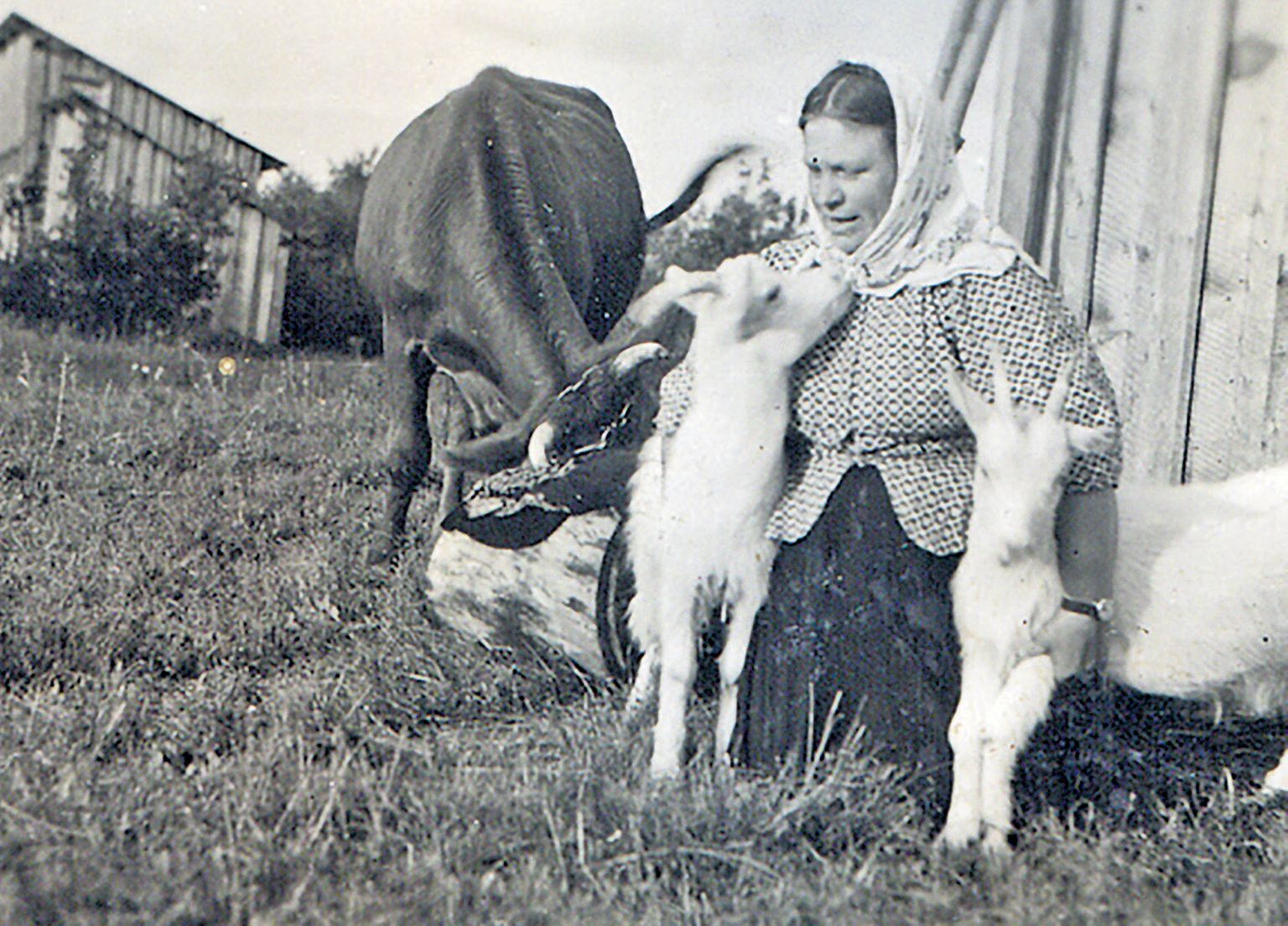 ÜKS SÕRVE TRIIN: Pildile on jäänud oma kitsekestega koos üks paljudest Sõrve Triinudest. Sõrulane Triin Puusepp (1901-1983).