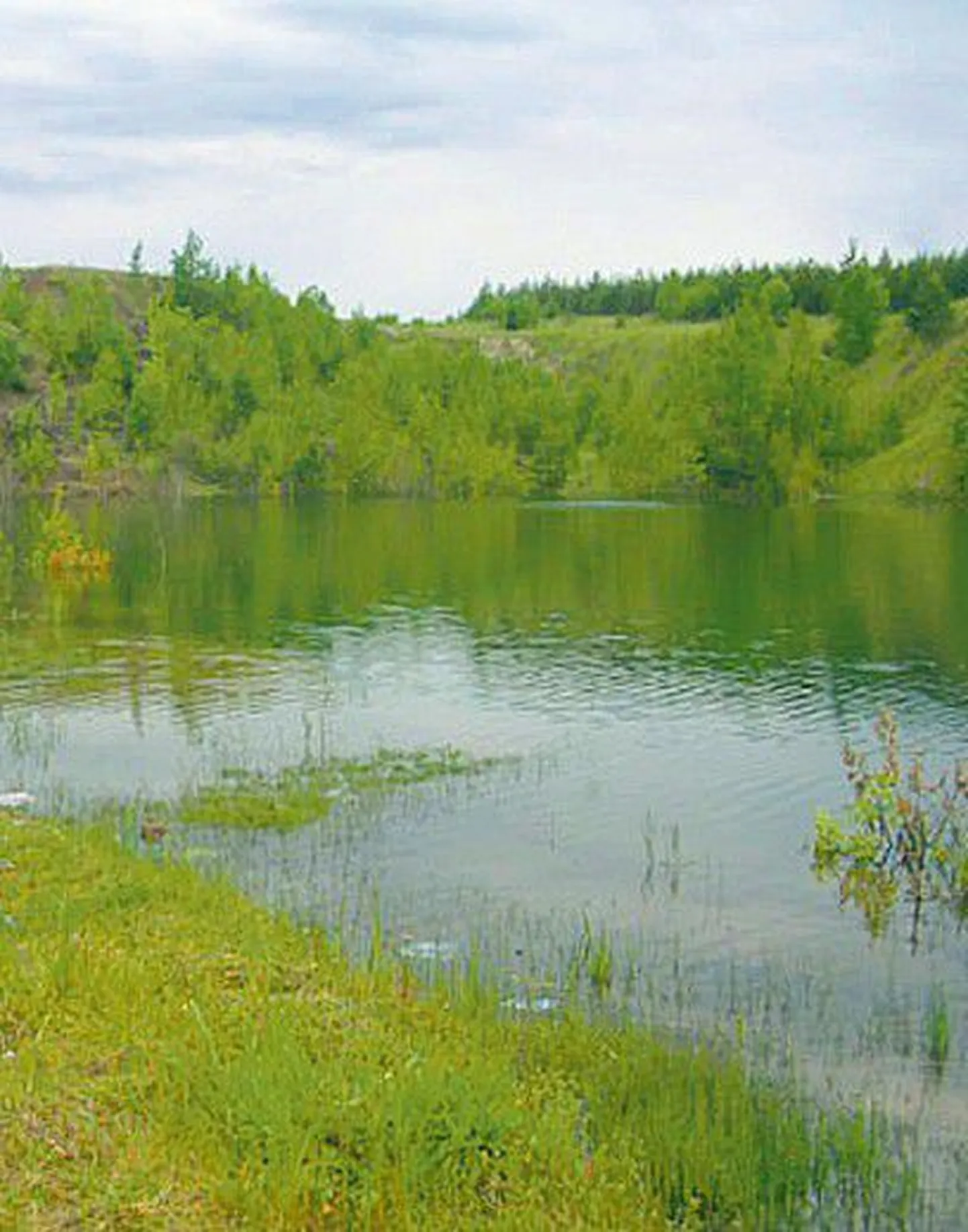 Воды реки Луга принесли фосфор из города Кингисепп в Финский залив.