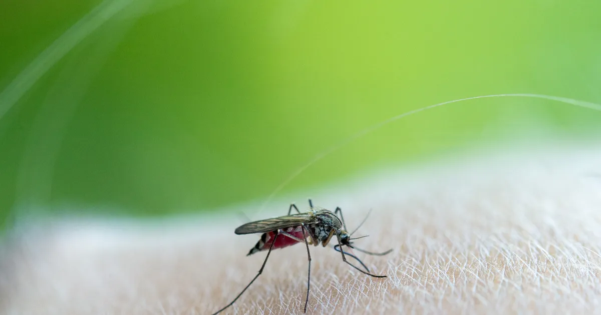8 remedii pentru a ține țânțarii departe