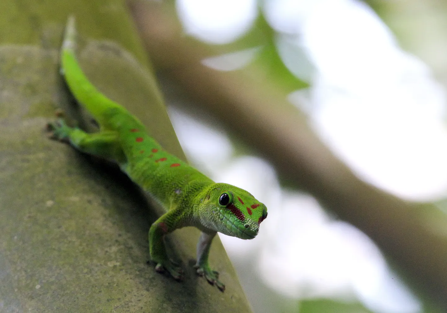 Geko