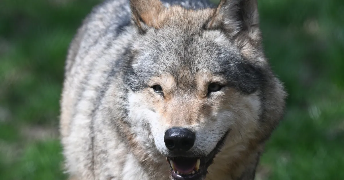 VIDEO ⟩ Droonid peletavad aplad hundid kariloomadest eemale