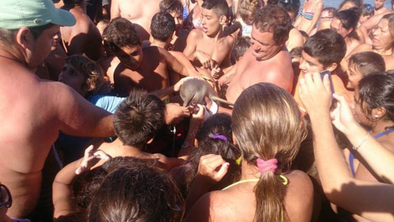Bars cilvēku Argentīnas pludmalē sajūsminās par mirstošu delfīnu 