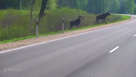 ВИДЕО ⟩ Даже лоси знают, что нужно соблюдать правила! Полицейский в Латвии заснял забавный случай