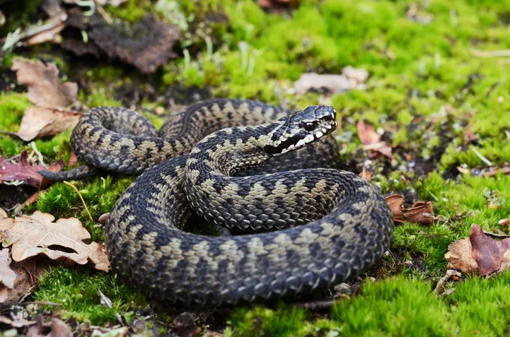 MÄRKA OHTE Rästiku hammustus tappis koera: ta oli tohututes valudes