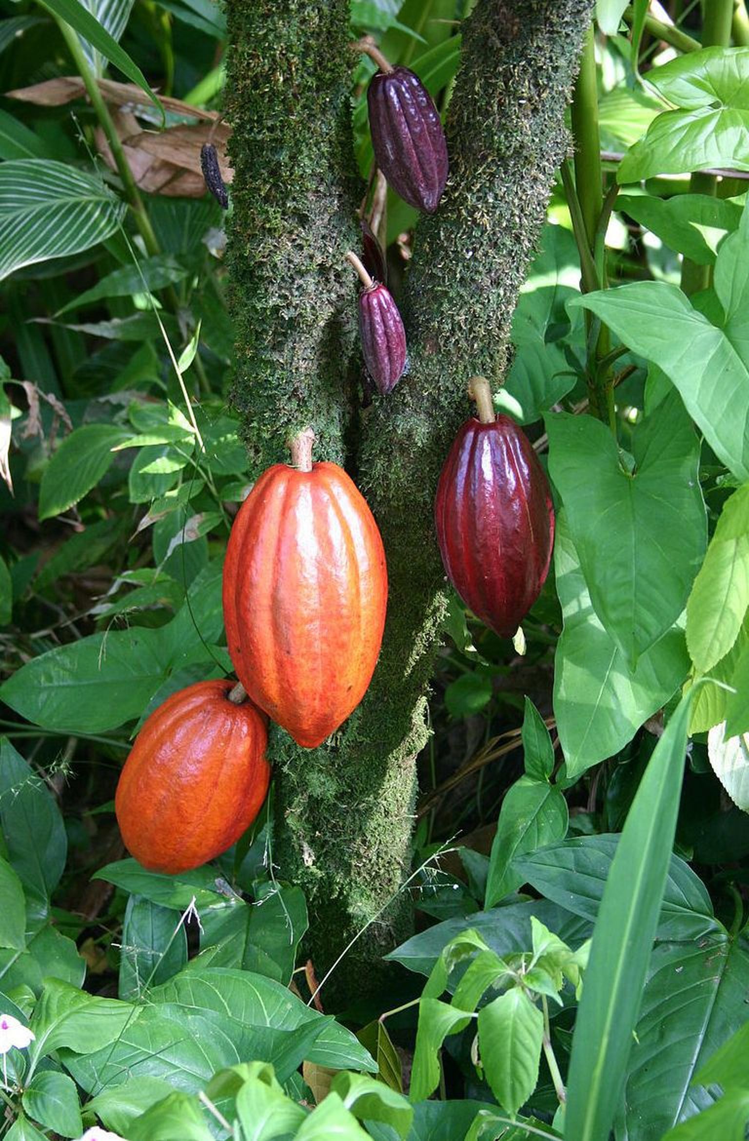 Harilik kakaopuu ja tema viljad