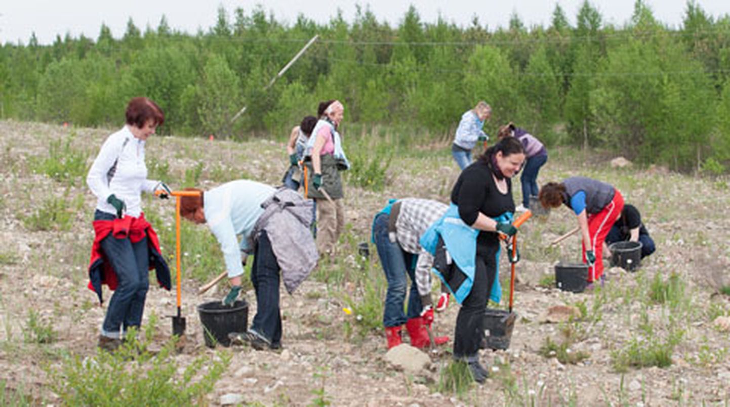 Mõnelgi kevadel on Eesti Energia inimesed karjääride metsastamisel ka ise osalenud; tunamullu tehtud pildil istutatakse metsa Narva karjääris.