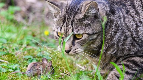 Ministeerium: kass ei ole hiirepüüdja, vaid hoolitsust vajav lemmikloom