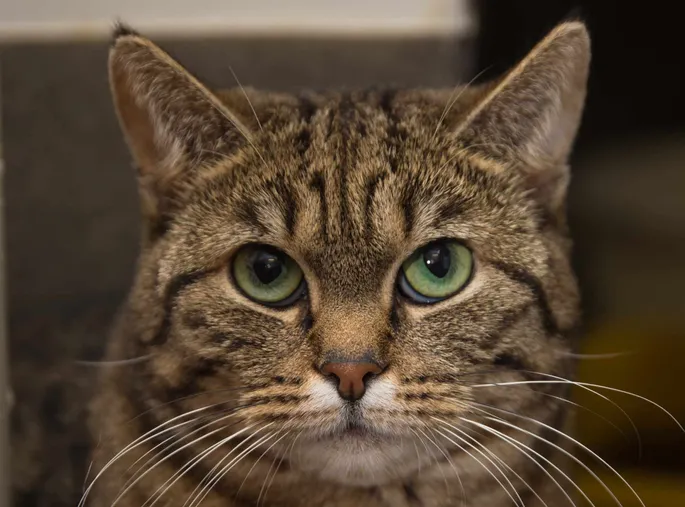 Қандай түс интимді?