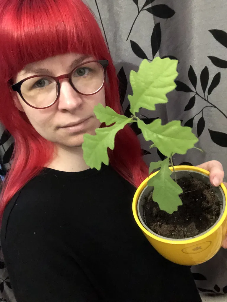 Jaanuaris mulda saanud seemnest on praeguseks kasvanud 22-sentimeetrine puu.