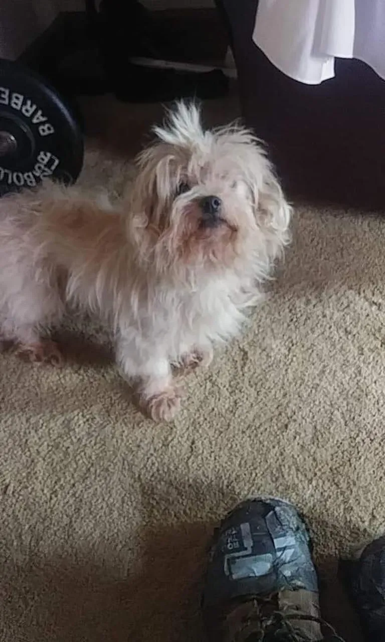 Chico