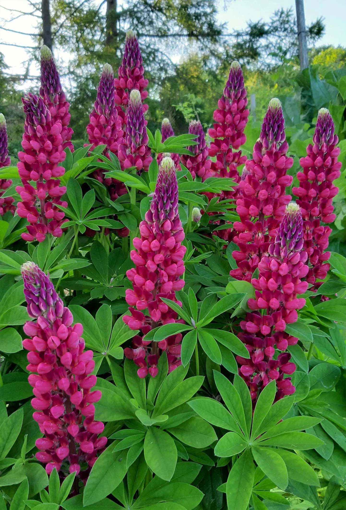 Liliani aia lupiinid. Õunad jäid pildistamata.