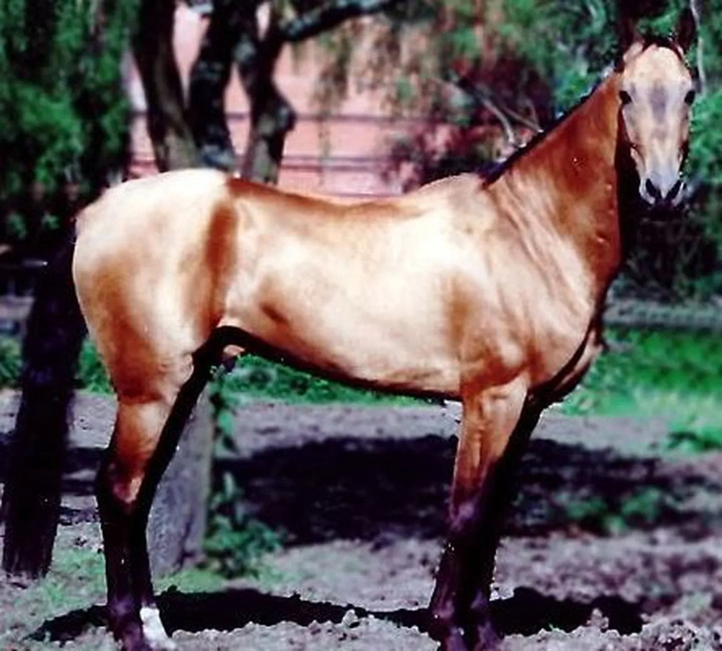 Akhal-Teke tõugu hobune