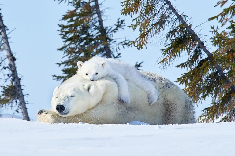 Kanada Manitoba provintsi seiklema läinud 34-aastase Leighton Lumi kaamera ette jäi magav jääkaruemme, kelle turjal tundub hea puhata olevat.