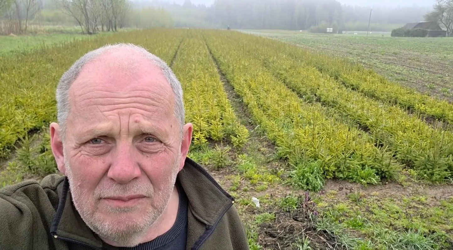 Если бы Пеэтер Эрнитс (на снимке) в субботу не предал огласке план RMK, то растущие за его спиной саженцы ели уже в понедельник были бы уничтожены.
