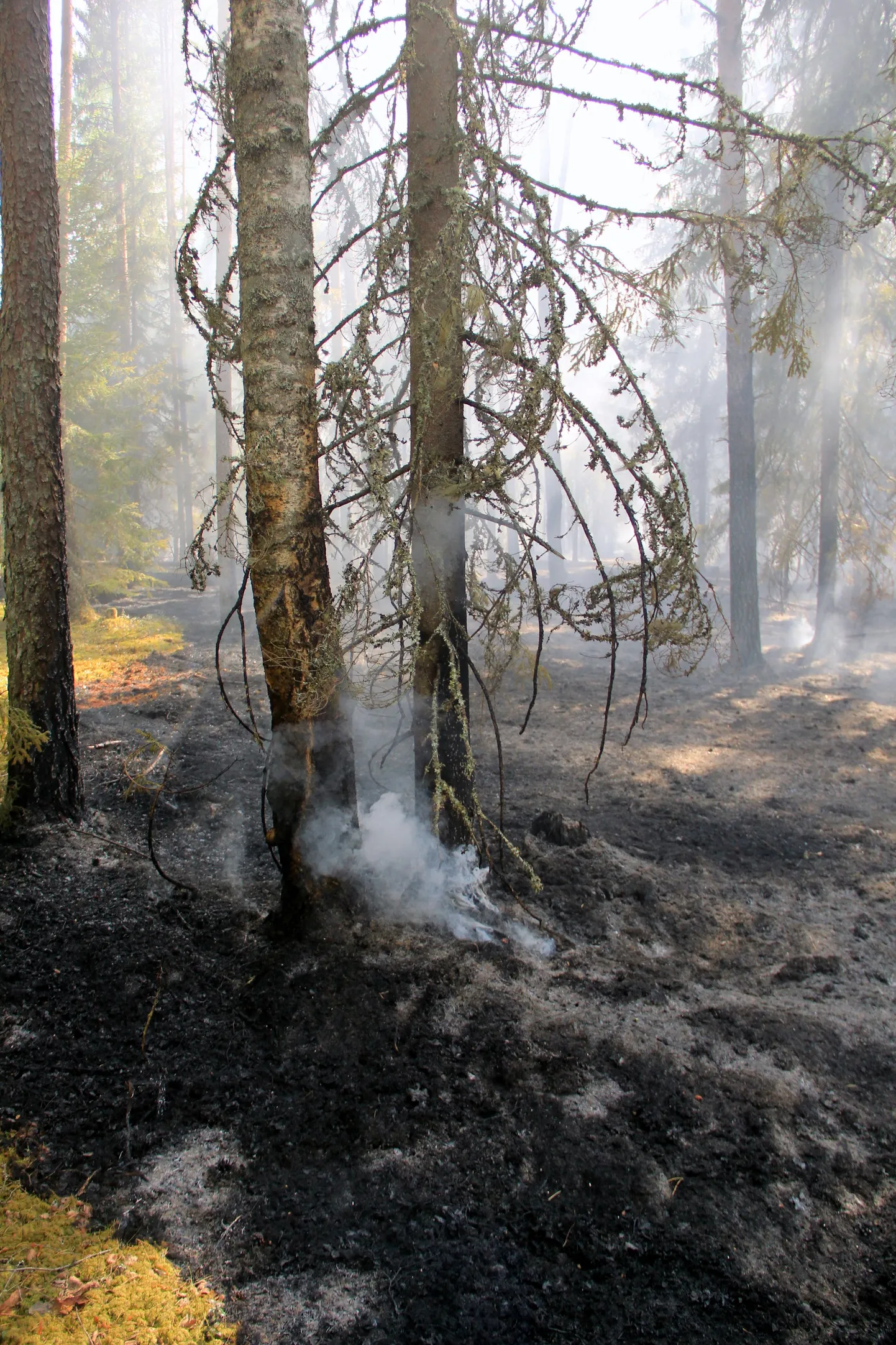 Metsapõleng Hummuli vallas Aitsra külas.