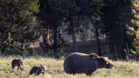 Soomes jäi kaks karupoega rongi alla