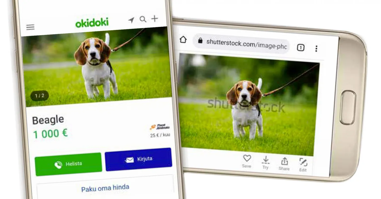Nii reklaamitakse Lätist pärit, kuid Eesti aadressil beagle’i tõust kutsikat saidil okidoki.ee. Pilt on olnud saadav ostmiseks fotojagamise keskkonnas Shutterstock aastast 2017, autoriks fotograaf Ukrainast.