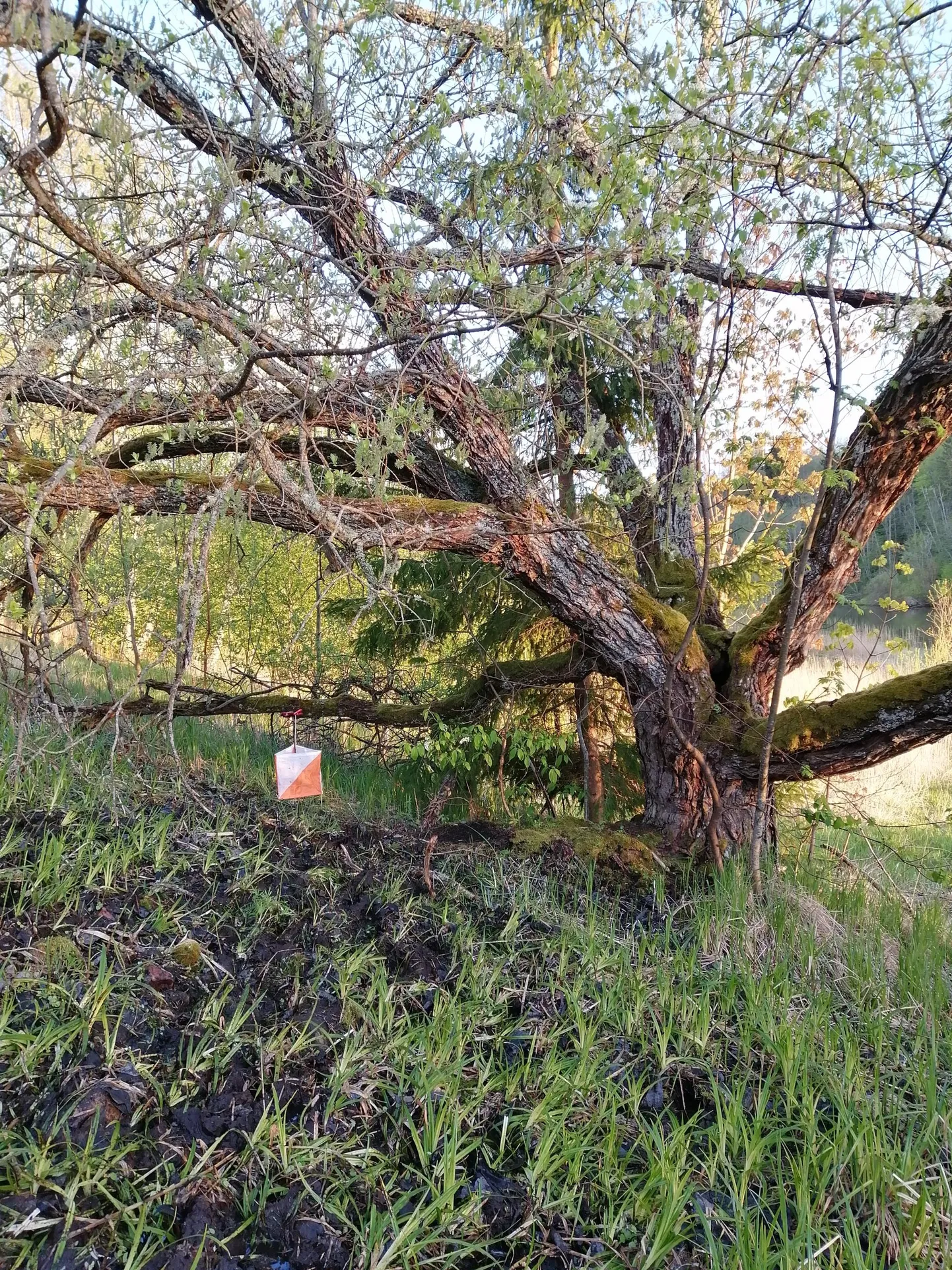 Vihmased olud muutsid Karksi-Nuias peetud orienteerumispäevaku kohati ekstreemseks. Ilmselt ei pääsenud keegi koju kuiva jalaga. Fotol on üks orienteerumispunkt.