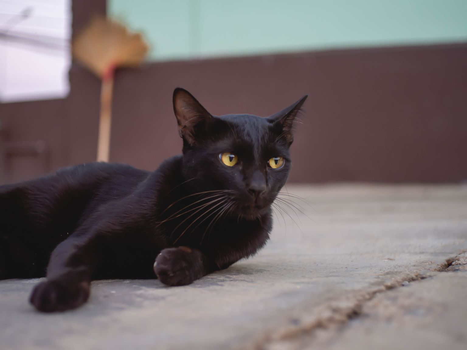 Must kass. Pilt on illustratiivne.