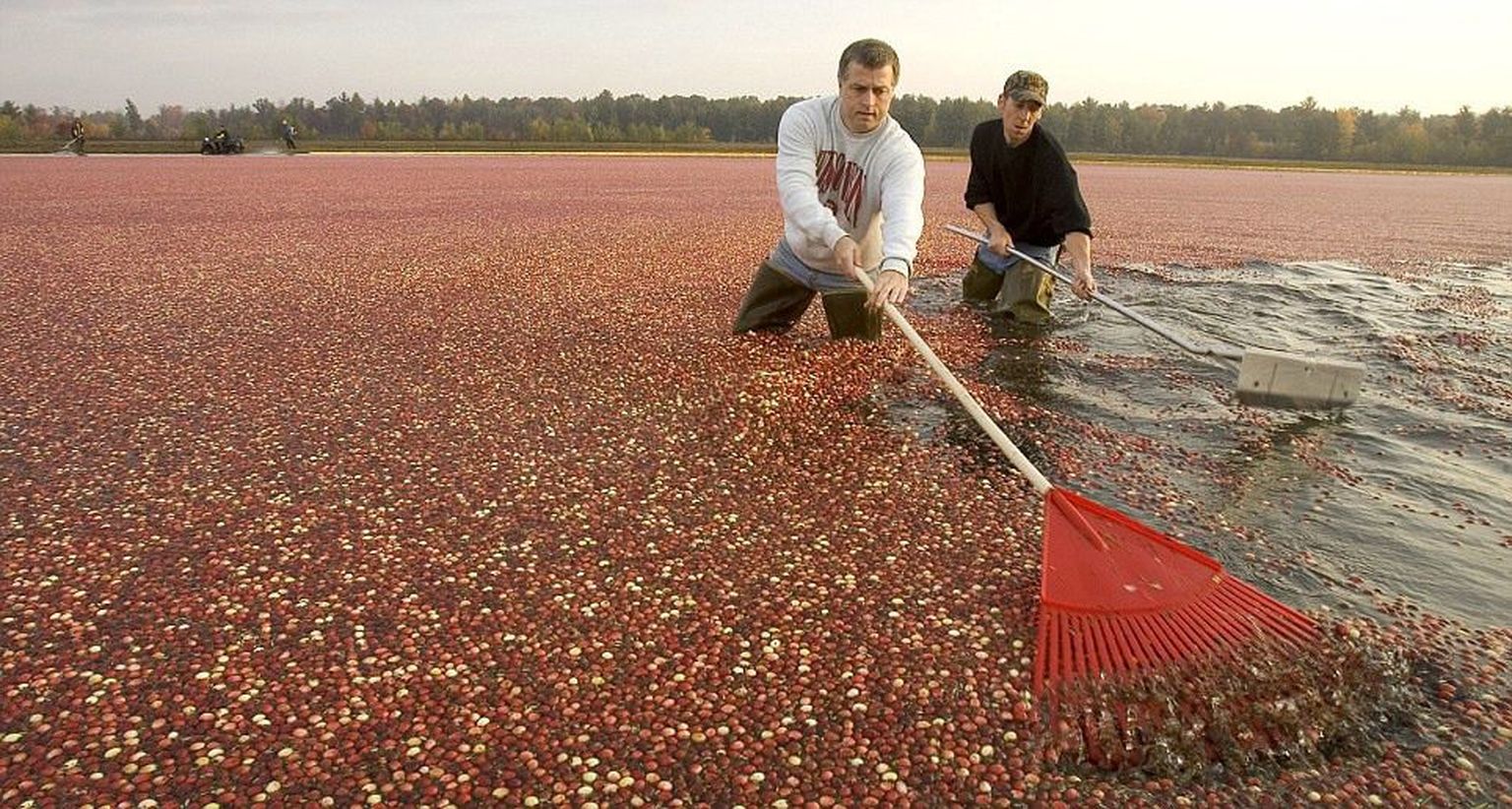 Сбор урожая клюквы, штат Висконсин, США