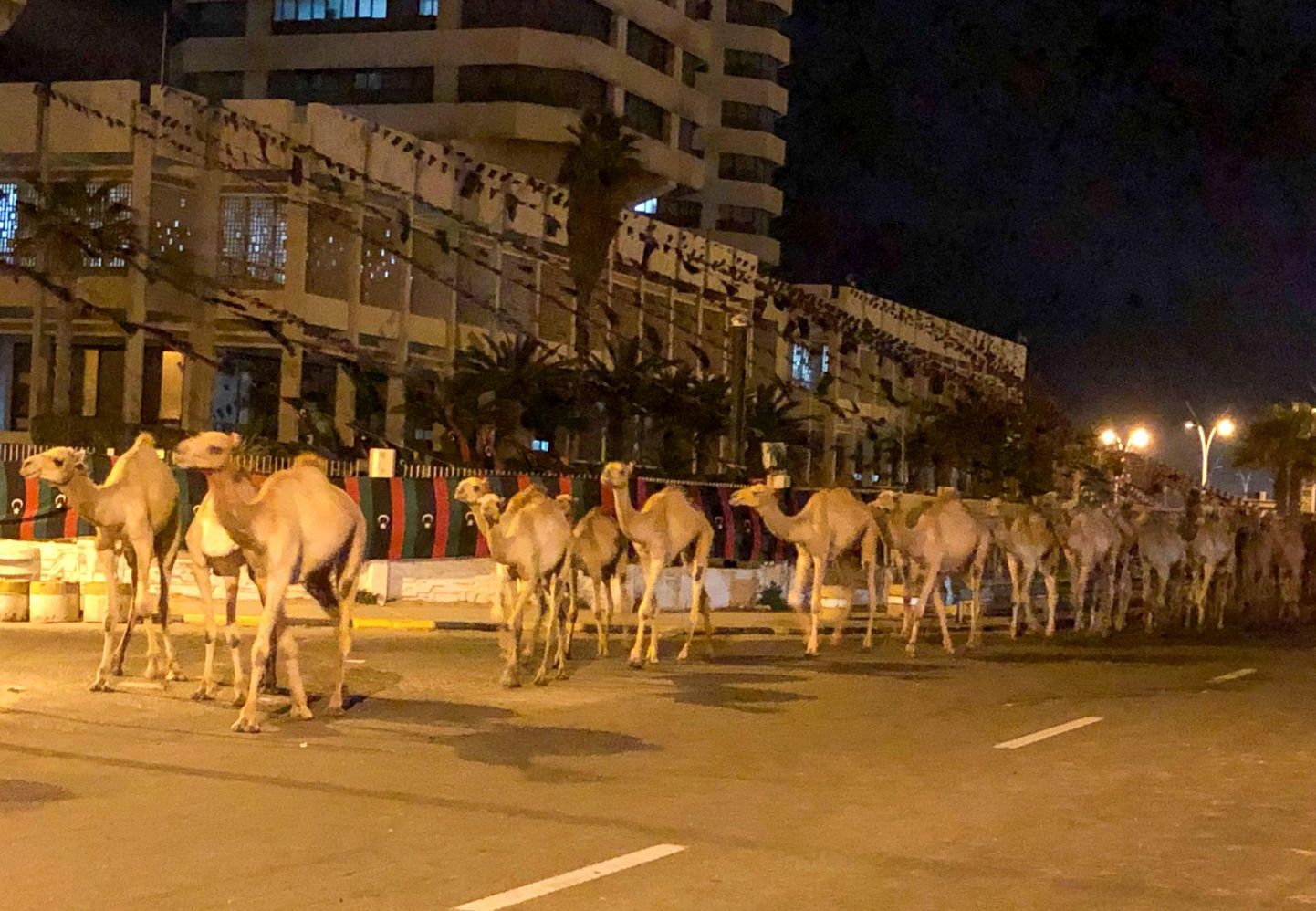 3000-pealine kaamelikari kõndimas Tripoli tänavatel.