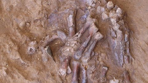 Neandertallase sõrmeluud. Neandertallase sõrmeluud.