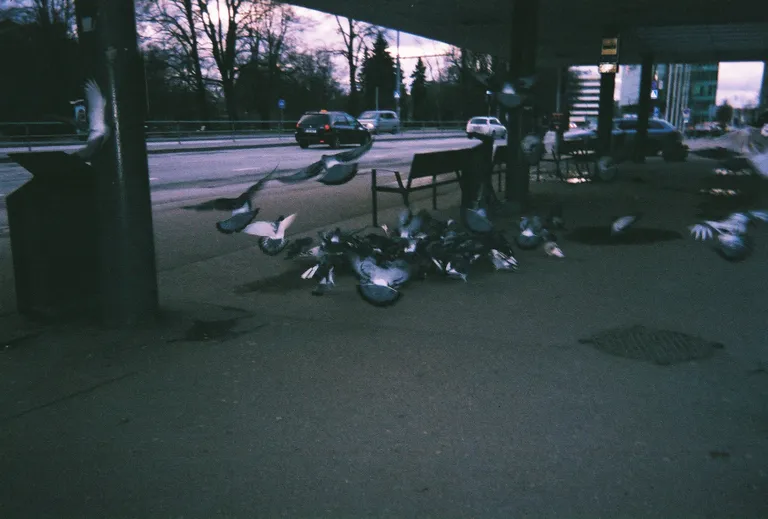 Tuvid Balti Jaama trollipeatuses. Keegi viskas sinna seemneid ja järsku lendas neid nii palju sinna.