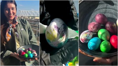 VIDEO ⟩ Oliņa krāso oliņas rakstu rakstiem klātas