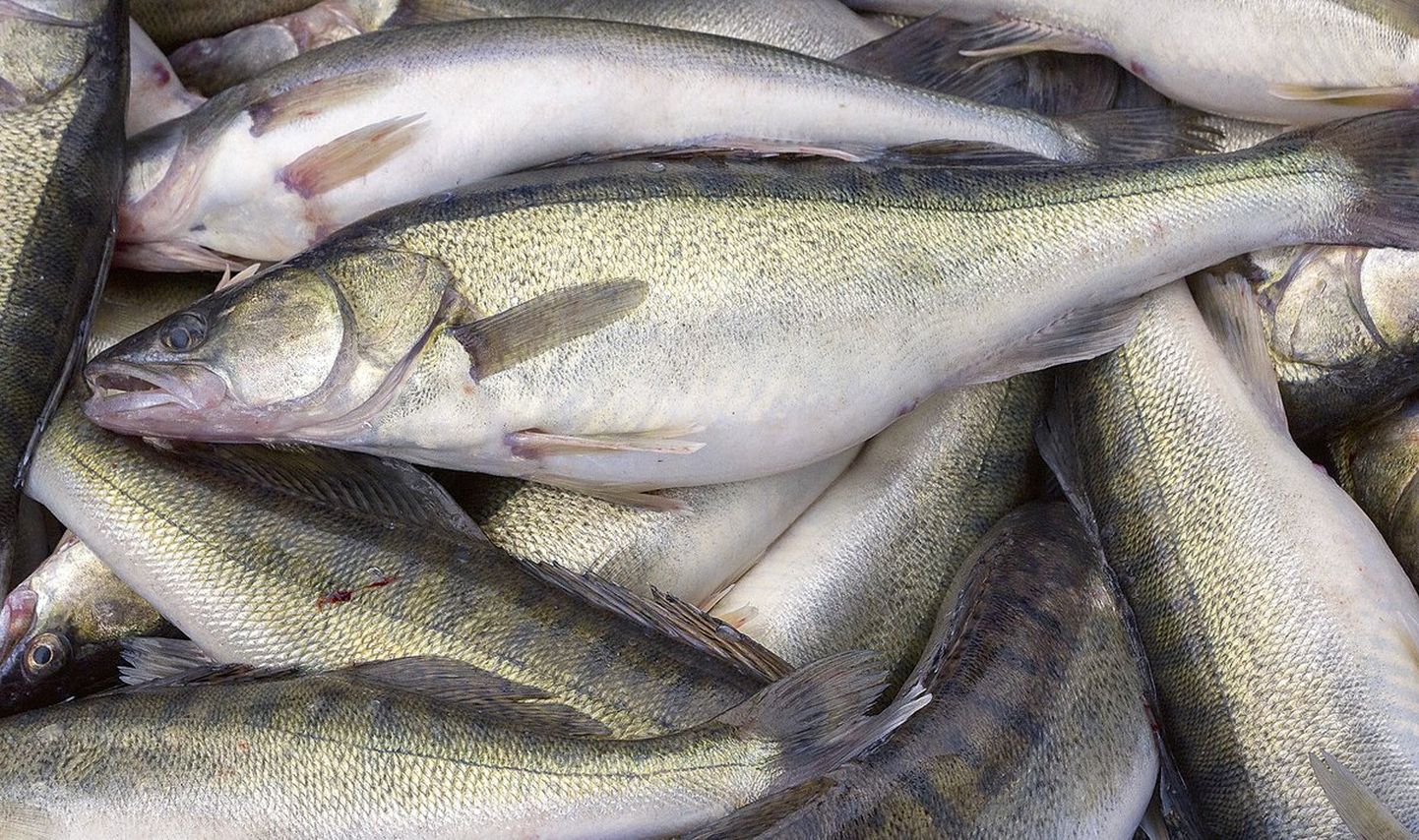 Судак - одна из самых дорогих по цене рыб в Эстонии.